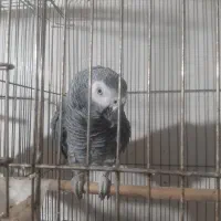 کاسکو نر ۷ ساله دو عدد