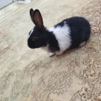 خرگوش کوچولو|موش و خرگوش|فولادشهر, فولادشهر|دیوار