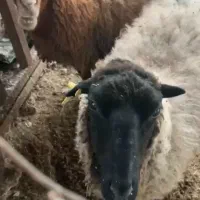 میش ۲ ساله رومانف دو قلو زا