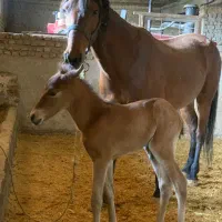 مادیون با کره یورقه