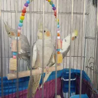 عروس هلندی نر و ماده