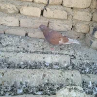 کبوتر فروشی