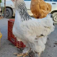 مرغ و خروس برهماه امپراطور|حیوانات مزرعه|گرگان, |دیوار