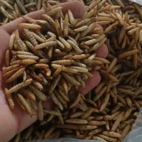 لارو سرباز سیاه تغذیه پرندگان و ماهیان .میلورم