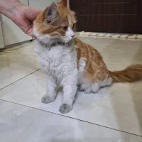 گربه نژاد دار