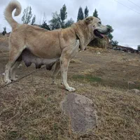 گمشده|سگ|اردبیل, |دیوار