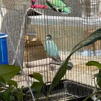 طوطی برزیلی.باقفس و تمام وسایل