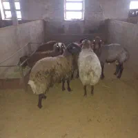 گوسفند هترو