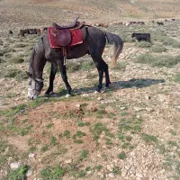 نریان