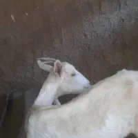 برسانند اصل برایه دوم آبستن  شهرستان بم