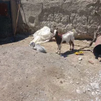 بزبابزغاله