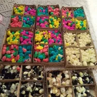جوجه اردک محلی