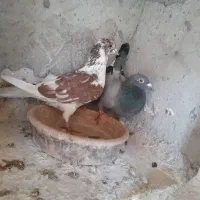 کبوتر پلاکی ونره دورگ|پرنده|فومن, |دیوار