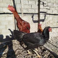 خروس و مرغ لاری و محلی
