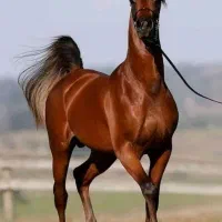 آموزش سوارکاری