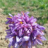 زعفران خراسان رضوی