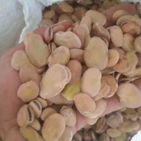 باقالی طارم