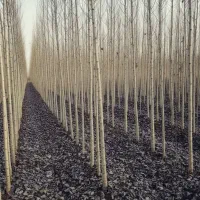 نهالستان فروش انواع نهال گردو و صنوبر و میوه|خدمات باغبانی و درختکاری|شهر بابک, |دیوار