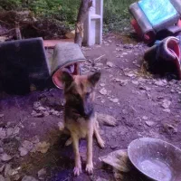 واگذاری|سگ|آستانه اشرفیه, |دیوار