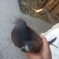 کبوتر