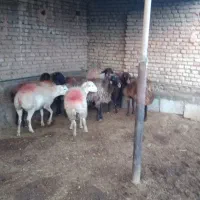 میش دودندان