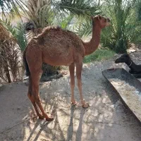 هاشی