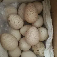 تعداد۳۰عددتخم بوقلمون تازه