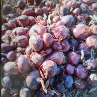 پیاز درجه یک به شرط خالی کردن|خوردنی و آشامیدنی|اسلامآباد غرب, |دیوار