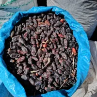 فروش ضایعات خرما|عمدهفروشی|ارزوئیه, |دیوار