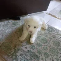 توله شیتزو اصل|سگ|شاهین‌شهر, مسکن مهر|دیوار