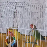 طوطی برزیلی مولد