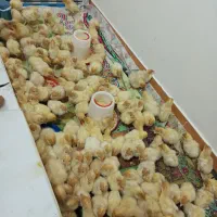 جوجه‌بوقلمون‌بیوتی‌و‌بلدرچین‌تخم‌گذار