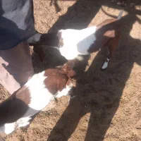 کهره دوقلو نر