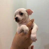 توله اصیل شیواوا