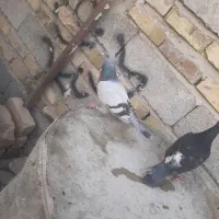 کبوتر معامله با یک جفت مرغ عشق