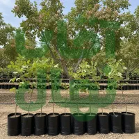 نـهال صنـوبر مرغوب  همین حالا سفارش بده