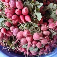 تربچه و برگ مو و شیتیل گوجه