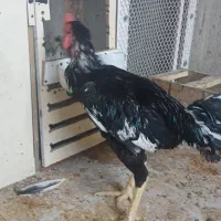 ۲عدد لاری یکی۹ماه یکی ۱۶ماه افغان ۷۰سانت
