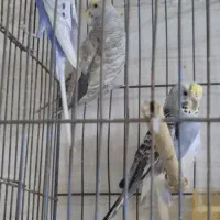 مرغ عشق رنگ خاص