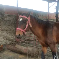 اسب|اسب و تجهیزات اسب‌سواری|بندر گز, |دیوار