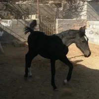 کره نریون دره شوری