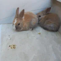 بچه خرگوش دورگ