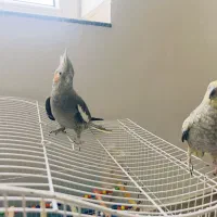 عروس هلندی با قفس|پرنده|نقده, |دیوار