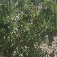 باغچه شهریار