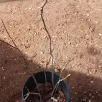 نهال گردو سپیدان|گل و گیاه طبیعی|شیراز, گویم|دیوار