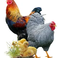 فروش مرغ