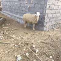 یک عدد بره جوان آبستن خوش خوراک|حیوانات مزرعه|شادگان, |دیوار