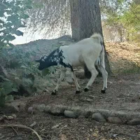 یک جفت نر و ماده آصل بنگال نسل دوقلو زاه