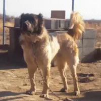 مژدگانی موتور سیکلت سگ گمشده|حیوانات|تبریز, |دیوار