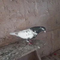 سلام‌ماده‌افغانی